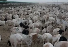 Sare u kac ku yimid qiimaha xoolaha Suuqyada Baladweyne.