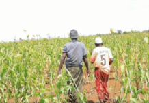 Dowlada KG oo Beeralayda Ku dhiiri gelisay Xoojinta Waxsoosaarka dalagyada.