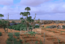 Beeralayda Degmada Godobjiraan Oo ka Cabanaya Bacaad dhibaata ku haya.